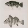 39. The American Tautog (Tautoga americana). 40. The Banded Drum (Pogonias fasciatus).