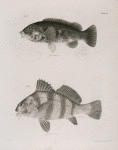 39. The American Tautog (Tautoga americana). 40. The Banded Drum (Pogonias fasciatus).