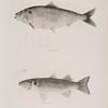 41. The American Shad (Alosa præstabilis).  42. The Striped Mullet (Mugil lineatus).