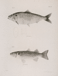 41. The American Shad (Alosa præstabilis).  42. The Striped Mullet (Mugil lineatus).