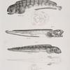 43. The Sea Wolf (Anarrhicas lupus). 44. The Bordered Eel-pout (Zoarces fimbriatus). 45. The Thick-lipped Eel-pout (Z. anguillaris). Under side and mouth of the same.