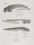 43. The Sea Wolf (Anarrhicas lupus). 44. The Bordered Eel-pout (Zoarces fimbriatus). 45. The Thick-lipped Eel-pout (Z. anguillaris). Under side and mouth of the same.