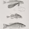 46. The Sea Swallow (Dactylopterus volitans). Scales and head of the same magnified. 47. The Smooth-browned Bullhead (Cottus mitchilli). 48. The Obscure Fresh-water Bass (Centrarchus obscurus).