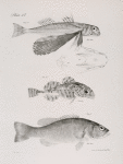 46. The Sea Swallow (Dactylopterus volitans). Scales and head of the same magnified. 47. The Smooth-browned Bullhead (Cottus mitchilli). 48. The Obscure Fresh-water Bass (Centrarchus obscurus).