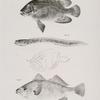 49. The Black Triple--tail (Lobotes surinamensis). 50. The Spotted Wrymouth (Cryptacanthodes maculatus). 51. The Silvery Corvina  (Corvina Argyroleuca).