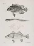 49. The Black Triple--tail (Lobotes surinamensis). 50. The Spotted Wrymouth (Cryptacanthodes maculatus). 51. The Silvery Corvina  (Corvina Argyroleuca).
