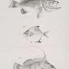 52. The Groper (Serranus erythrogaster). 53. The Spinous Trachinote (Trachinotus fuscus). 54. The Coachman (Dules auriga).