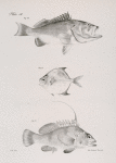52. The Groper (Serranus erythrogaster). 53. The Spinous Trachinote (Trachinotus fuscus). 54. The Coachman (Dules auriga).