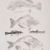 55. The Maleshagany (Corvina richardsoni). 56. He Razor-fish (Pimelepterus bosci). 57. The Tessellated Darter (Boleosoma tessellatum). 58. The Spotted Troutlet (Baione fontinalis). 59. The Squirrel-fish (Hemulon formosum).