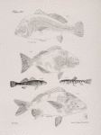55. The Maleshagany (Corvina richardsoni). 56. He Razor-fish (Pimelepterus bosci). 57. The Tessellated Darter (Boleosoma tessellatum). 58. The Spotted Troutlet (Baione fontinalis). 59. The Squirrel-fish (Hemulon formosum).