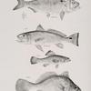 60. The Mossbonker (Aosa menhaden). 61. The Branded Corvina (Corvina ocellata). 62. The Spineless Perch (Aphredoderus sayanus). 63. The Lake Sheepshead (Corvina oscula).