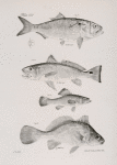 60. The Mossbonker (Aosa menhaden). 61. The Branded Corvina (Corvina ocellata). 62. The Spineless Perch (Aphredoderus sayanus). 63. The Lake Sheepshead (Corvina oscula).