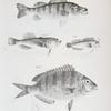 64. The Rough Yellow Perch (Perca serrato-granulata). 65. The unarmed Uranoscopus (Uranoscopus anoplos). 66. The Seaweed Blenny ( Blennius fucorum). 67. The Lake Sheepshead (Corvina oscula).