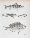 64. The Rough Yellow Perch (Perca serrato-granulata). 65. The unarmed Uranoscopus (Uranoscopus anoplos). 66. The Seaweed Blenny ( Blennius fucorum). 67. The Lake Sheepshead (Corvina oscula).
