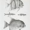 68. The Banded Ephippus (Ephippus faber). 69. The Black-nose Dace (Leuciscus atronasus). 70. The Variegated Goby (Gobius alepidotus). 71. The Moon-fish (Ephippus gigas).