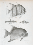 68. The Banded Ephippus (Ephippus faber). 69. The Black-nose Dace (Leuciscus atronasus). 70. The Variegated Goby (Gobius alepidotus). 71. The Moon-fish (Ephippus gigas).