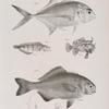 72. The Southern Caranx (Caranx defensor). 73. The Six-banded Chasmodes (Chasmodes bosquianus).  74. He Gibbous Mouse-fish (Chironectes gibbus). 75. The Black Pilot (Palinurus perciformis).