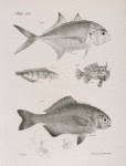 72. The Southern Caranx (Caranx defensor). 73. The Six-banded Chasmodes (Chasmodes bosquianus).  74. He Gibbous Mouse-fish (Chironectes gibbus). 75. The Black Pilot (Palinurus perciformis).