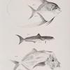 76. The Hair-finned Blepharis (Blepharis crinitus). 77. The Northern Crab-eater (Elacate atlantica). 78. The Blunt-nosed Shiner (Vomer brownii).