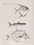76. The Hair-finned Blepharis (Blepharis crinitus). 77. The Northern Crab-eater (Elacate atlantica). 78. The Blunt-nosed Shiner (Vomer brownii).