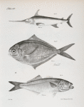 79. The Sword-fish (Xiphias gladius). 80. The Short-fined Harvest-fish (Rhombus triacanthus). 81. The Blue-fish (Temnodon saltator).