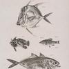 82. The Hair-finned Argyreiose ( Argyreiosus capillaris). 83. The Smooth Mouse-fish (Chinorectes lævigatus). 84. The Sheepshead Lebias ( Lebias ovinus). 85. The Yellow Caranx (Caranx chrysos).
