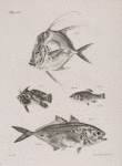 82. The Hair-finned Argyreiose ( Argyreiosus capillaris). 83. The Smooth Mouse-fish (Chinorectes lævigatus). 84. The Sheepshead Lebias ( Lebias ovinus). 85. The Yellow Caranx (Caranx chrysos).