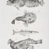 86. The Comon Toad-fish (Batrachus tau). 87. The American Angler (Lophius americanus). 88. The Dotted Silverside (Atherina notata). 89. The Short-nosed Malthæa (Malthæa nasuta).