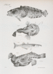 86. The Comon Toad-fish (Batrachus tau). 87. The American Angler (Lophius americanus). 88. The Dotted Silverside (Atherina notata). 89. The Short-nosed Malthæa (Malthæa nasuta).