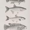 90. The Spotted Bergal (Ctenolabrus uninotatus). 91. The New-York Shiner  (Stilbe chrysoleucas). 92. The Red-fin ( Leuciscus cornutus). 93. The Common Bergall (Ctenolabrus ceruleus).