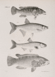 90. The Spotted Bergal (Ctenolabrus uninotatus). 91. The New-York Shiner  (Stilbe chrysoleucas). 92. The Red-fin ( Leuciscus cornutus). 93. The Common Bergall (Ctenolabrus ceruleus).