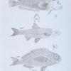 94. The Cirrhous Lepisoma (Lepisoma  cirrhosum). 95. The Bay Shiner (Leuciscus chrysopterus). 96. The Sharp-finned Corvina (Corvina oxyptera).