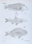 94. The Cirrhous Lepisoma (Lepisoma  cirrhosum). 95. The Bay Shiner (Leuciscus chrysopterus). 96. The Sharp-finned Corvina (Corvina oxyptera).