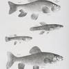 97. The Horned Sucker (Catostomus tuberculatus). 98. The Striped Killifish (Fundulus fasciatus). 99. The Big Killifish (F. viridescens). 100. The New-York Chubsucker (Labeo elegans).