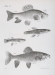 97. The Horned Sucker (Catostomus tuberculatus). 98. The Striped Killifish (Fundulus fasciatus). 99. The Big Killifish (F. viridescens). 100. The New-York Chubsucker (Labeo elegans).