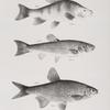 101. The Gibbous Chunsucker (Labeo gibbosus). 102. The Black-headed Dace (Leuciscus atro-maculatus). 103. The Variegated Bream (Abramis  versicolor).