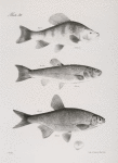 101. The Gibbous Chunsucker (Labeo gibbosus). 102. The Black-headed Dace (Leuciscus atro-maculatus). 103. The Variegated Bream (Abramis  versicolor).