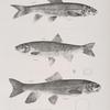 104. The Pale Sucker (Catostomus pallidus). 105. The Shining Dace (Leuciscus nitidus). 106. The Common Sucker (Catostomus communis).
