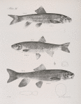 104. The Pale Sucker (Catostomus pallidus). 105. The Shining Dace (Leuciscus nitidus). 106. The Common Sucker (Catostomus communis).