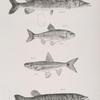 107. The Commmon Pickerel (Esox reticulatus). 108. The Banded Dace (Leuciscus vittatus). 109. The Spawn-eater (L. hudsonius). 110. The Barred Pickerel (Esox fasciatus).