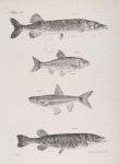 107. The Commmon Pickerel (Esox reticulatus). 108. The Banded Dace (Leuciscus vittatus). 109. The Spawn-eater (L. hudsonius). 110. The Barred Pickerel (Esox fasciatus).