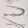 111. The Northern Bill-fish (Scomberesox storeri). 112. The Banded Garfish  (Belone truncata). 113. The American Pipe-fish (Fistularia serrata). Head of the same seen from above.