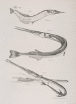 111. The Northern Bill-fish (Scomberesox storeri). 112. The Banded Garfish  (Belone truncata). 113. The American Pipe-fish (Fistularia serrata). Head of the same seen from above.