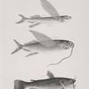 114. The New-York Flying-fish (Exocetus noveboracensis). 115. The Single-bearded Flying-fish (E. comatus). 116. The Black Catfish (Pimelodus atrarius).