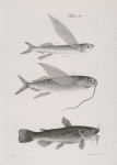 114. The New-York Flying-fish (Exocetus noveboracensis). 115. The Single-bearded Flying-fish (E. comatus). 116. The Black Catfish (Pimelodus atrarius).