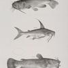 117. The Brown Catfish (Pimelodus pullus). 118. The Oceanic Catfish (Galeichthys marinus). 119. The Common Catfish (Pimelodus catus).