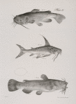 117. The Brown Catfish (Pimelodus pullus). 118. The Oceanic Catfish (Galeichthys marinus). 119. The Common Catfish (Pimelodus catus).