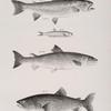 120. The Brook Trout (Salmo fontinalis). 121. The Argentine (Scopelus humboldti). 122. The Sea Salmon (Salmo salar). 123. The Lake Salmon Trout (S. confinis).