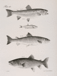 120. The Brook Trout (Salmo fontinalis). 121. The Argentine (Scopelus humboldti). 122. The Sea Salmon (Salmo salar). 123. The Lake Salmon Trout (S. confinis).