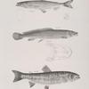 124. The American Smelt (Osmerus viridescens). 125. The Western Mud-fish (Amia occidentalis). 126. The Red-bellied Trout ( Salmo erythrogaster).